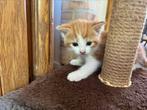 Lieve kittens, Dieren en Toebehoren, Katten en Kittens | Overige Katten, Meerdere dieren, Kortharig, 0 tot 2 jaar