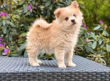 Lieve Pomsky zoekt een nieuw thuis beschikbaar voor biedingen