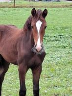 Mooi merrieveulen van Nalegro en jaarling merrie van Edmundo, Dieren en Toebehoren, Paarden, Merrie, Dressuurpaard, 0 tot 2 jaar