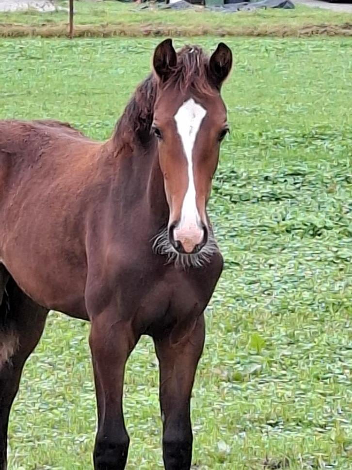Mooi merrieveulen van Nalegro en jaarling merrie van Edmundo, Dieren en Toebehoren, Paarden, Merrie, 0 tot 2 jaar, Dressuurpaard