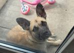 Hond te koop, Dieren en Toebehoren, Honden | Niet-rashonden, Reu, 8 tot 15 weken, Eén hond, Nederland
