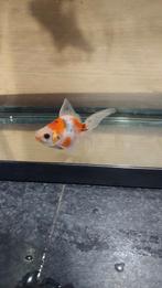 Sluierstaart goudvis, Dieren en Toebehoren, Vis