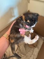 Lief lapjeskitten, Dieren en Toebehoren, Poes