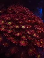 Goniopora rood koraal, Dieren en Toebehoren, Vissen | Aquariumvissen, Overige typen, Zoutwatervis