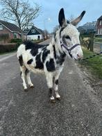 Mooie bonte ezel merrie, Dieren en Toebehoren, Overige Dieren, Februari, Vrouwelijk