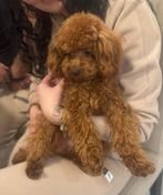 Toy poedel teefje donkerrode kleur (micro toy poedel), Dieren en Toebehoren, Honden | Chihuahua's en Gezelschapshonden, Poedel