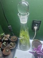 Ecosysteem Terrarium in stolp- geen onderhoud nodig, Ophalen, Halfschaduw, Minder dan 100 cm