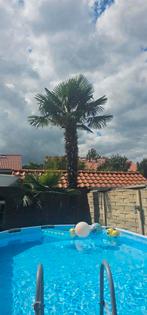 palmboom, Tuin en Terras, Planten | Bomen, Lente, Palmboom, 400 cm of meer, Ophalen