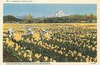 (701-487-011) Puyallup Valley Washington, Verzenden, Voor 1920, Buiten Europa