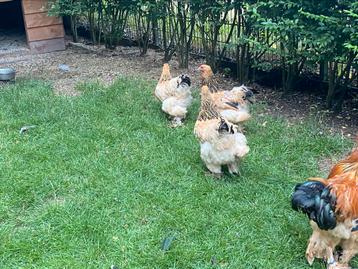 3 Mooie brahma hennen, buff columbia. beschikbaar voor biedingen