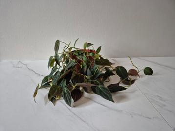 Philodendron Micans P12 - Fluweelplant beschikbaar voor biedingen