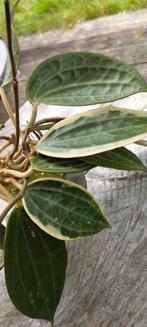 Hoya latifolia stekjes, Groene kamerplant, Ophalen, Overige soorten, Minder dan 100 cm
