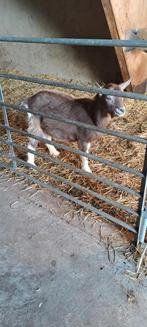 Hoornloze toggenburger dekbok, Dieren en Toebehoren, Schapen, Geiten en Varkens, Meerdere dieren, Geit