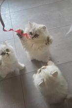 Britse langhaar kittens mogen verhuizen, Dieren en Toebehoren, Katten en Kittens | Raskatten | Langhaar, Meerdere dieren, Ontwormd