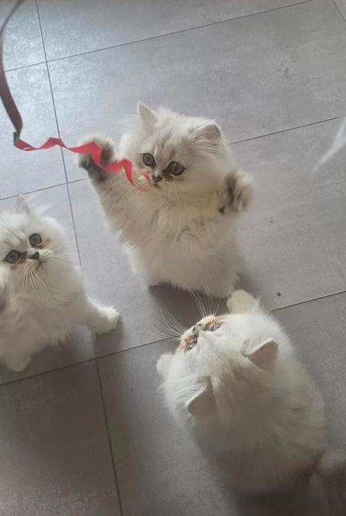 Britse langhaar kitten 2 katertjes mogen verhuizen, Dieren en Toebehoren, Katten en Kittens | Raskatten | Langhaar, Meerdere dieren