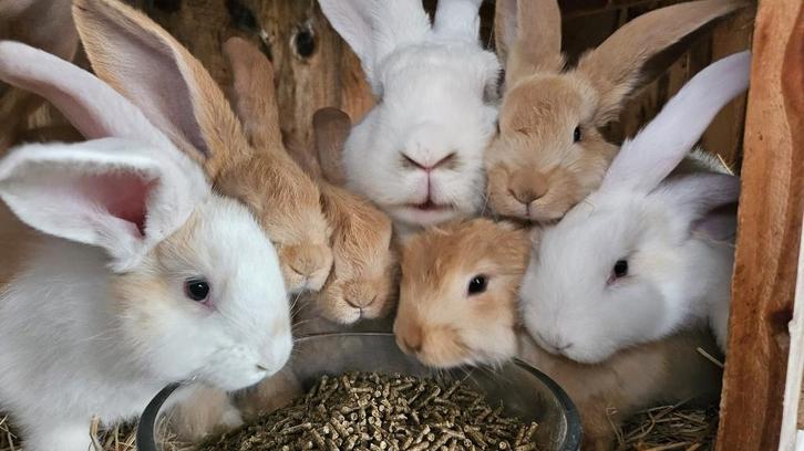 Duitse reuzen, Dieren en Toebehoren, Konijnen, Dwerg, Meerdere dieren, 0 tot 2 jaar