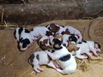 Boerenfox pups, Rabiës (hondsdolheid), Overige rassen, 8 tot 15 weken, Meerdere