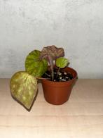 Begonia U 74, Overige soorten, Minder dan 100 cm, Ophalen of Verzenden, Halfschaduw