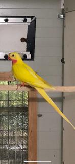 princess of wales parkiet, Dieren en Toebehoren, Vogels | Parkieten en Papegaaien, Mannelijk, Parkiet, Geringd