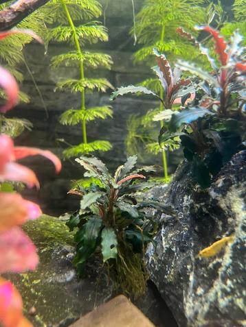 Bucephalandra biblis red (aquariumplant) beschikbaar voor biedingen