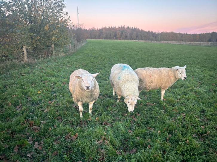 Dekram, Dieren en Toebehoren, Schapen, Geiten en Varkens, Schaap, Mannelijk