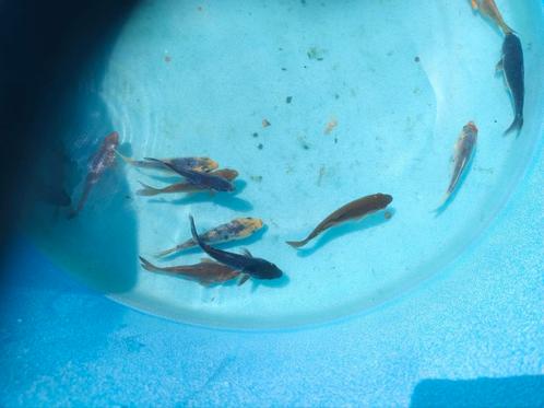 Koi's voor slechts €5.-- per stuk, Dieren en Toebehoren, Vissen | Vijvervissen, Karper of Koi
