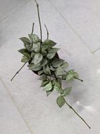 hoya lacunosa silver, Ophalen of Verzenden, Overige soorten, Minder dan 100 cm
