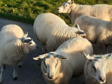 fok ooien schapen  Bleu du Maine - boeren Texelaar/Engels beschikbaar voor biedingen
