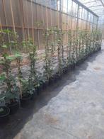 Klimop te koop, Ophalen, Vaste plant, Klimplanten