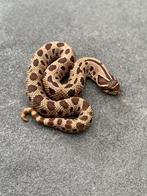 0.1 Heterodon nasicus anaconda 66% het albino, Slang, 0 tot 2 jaar
