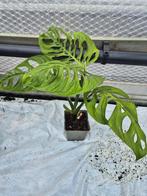 Monstera Esqueleto - Gatenplant, Overige soorten, In pot, Minder dan 100 cm, Groene kamerplant
