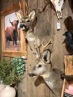 Ree reebok preparaat opgezet taxidermie wintervacht, Verzamelen, Ophalen, Nieuw, Opgezet dier