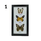 Lijst met 3 vlinders 25x14, Nieuw, Opgezet dier, Ophalen of Verzenden, Insect