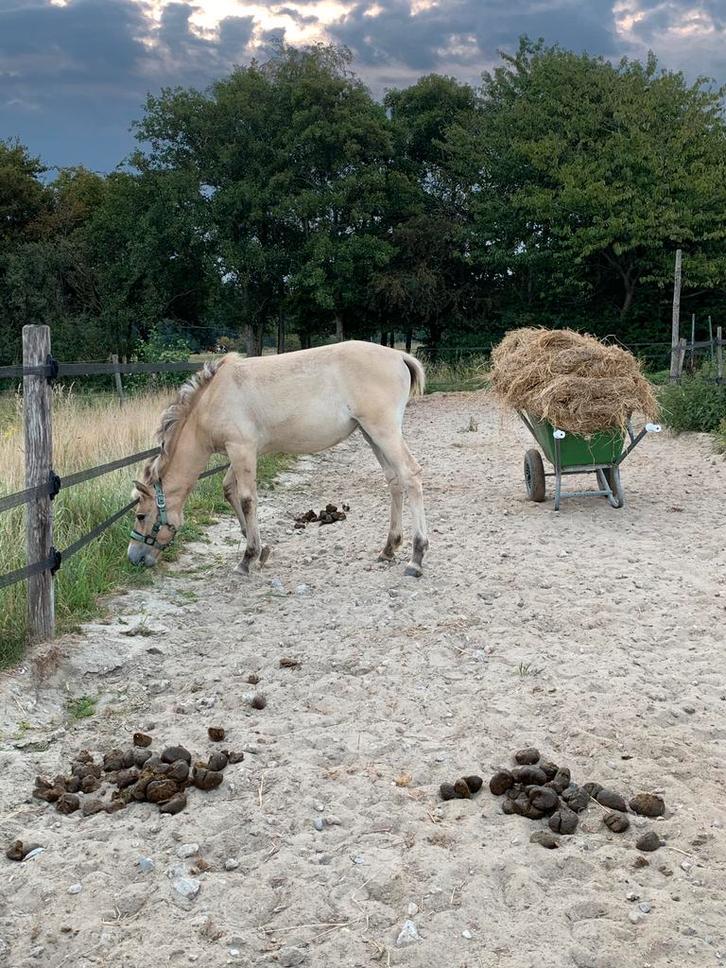 Stalhulp/bijbaan pensionstal, Vacatures, Profielen | Scholier zoekt bijbaan, Overige niveaus, Starter, Overige vormen
