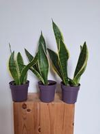 Sanseveria - Vrouwentong,  3 potten 46 cm hoog, Groene kamerplant, Ophalen of Verzenden, Halfschaduw, Minder dan 100 cm