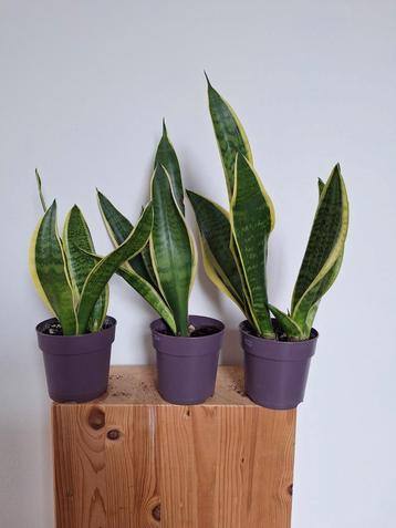 Sanseveria - Vrouwentong,  3 potten 46 cm hoog beschikbaar voor biedingen