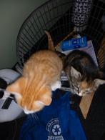 Lief kitten, Dieren en Toebehoren, Katten en Kittens | Raskatten | Korthaar, Poes