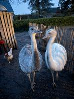 2 nandoe’s, Dieren en Toebehoren, Overige Dieren, Juli, Vrouwelijk