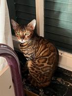 Bengaalse poes te koop, Dieren en Toebehoren, Poes, Gechipt, 0 tot 2 jaar