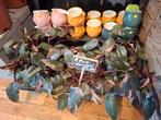 Philodendron Pink Princess, Overige soorten, In pot, Minder dan 100 cm, Groene kamerplant