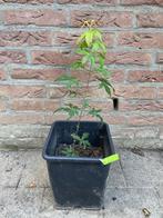 Te koop: jong boompje Japanse esdoorn, Tuin en Terras, Planten | Bomen, Bloeit niet, Halfschaduw, Overige soorten, Minder dan 100 cm