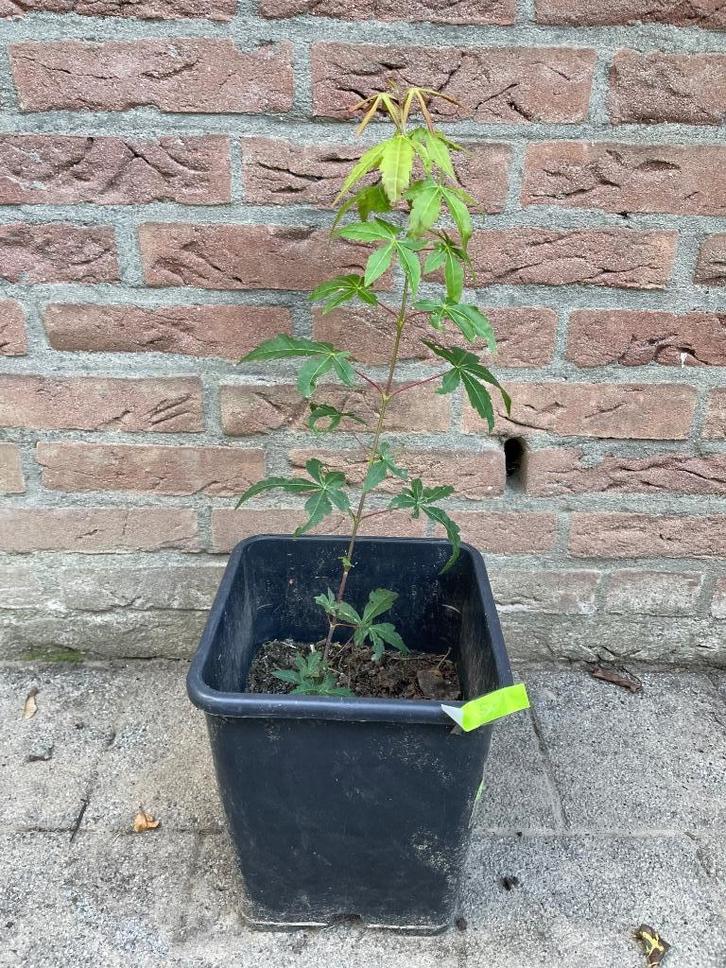 Te koop: jong boompje Japanse esdoorn, Tuin en Terras, Planten | Bomen, Overige soorten, Minder dan 100 cm, Halfschaduw, Bloeit niet