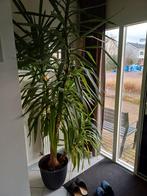 Grote plant.ongeveer 270 cm hoog, Ophalen of Verzenden, Halfschaduw, 200 cm of meer