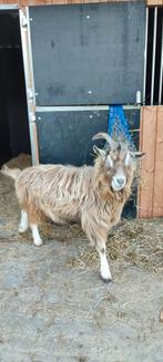 Fantastische lieve bok (dek bok), Dieren en Toebehoren, Schapen, Geiten en Varkens, Mannelijk, Geit