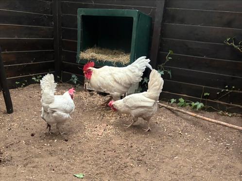 Tamme leghorn haan, Dieren en Toebehoren, Pluimvee, Kip, Mannelijk