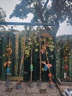 Jonge Druivenbomen te koop!, Volle zon, Ophalen of Verzenden, Tweejarig, Fruitplanten