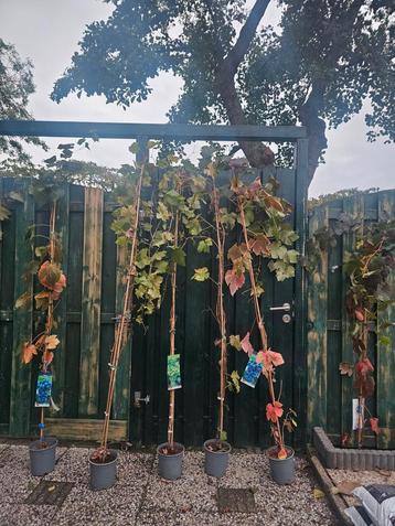 Jonge Druivenbomen te koop! beschikbaar voor biedingen