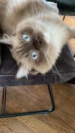 Prachtige lieve Ragdoll poes, Poes, Gechipt, 3 tot 5 jaar