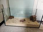 Hamster terrarium / kooi 100x50x50, Dieren en Toebehoren, Kooi, Zo goed als nieuw, Hamster, 75 tot 110 cm
