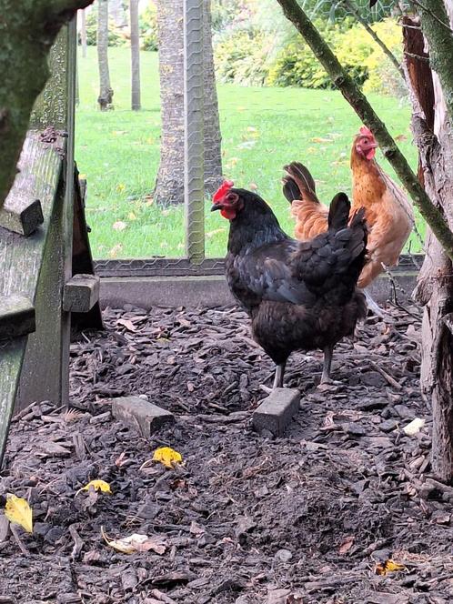 Marans hennen, Dieren en Toebehoren, Pluimvee, Kip, Vrouwelijk